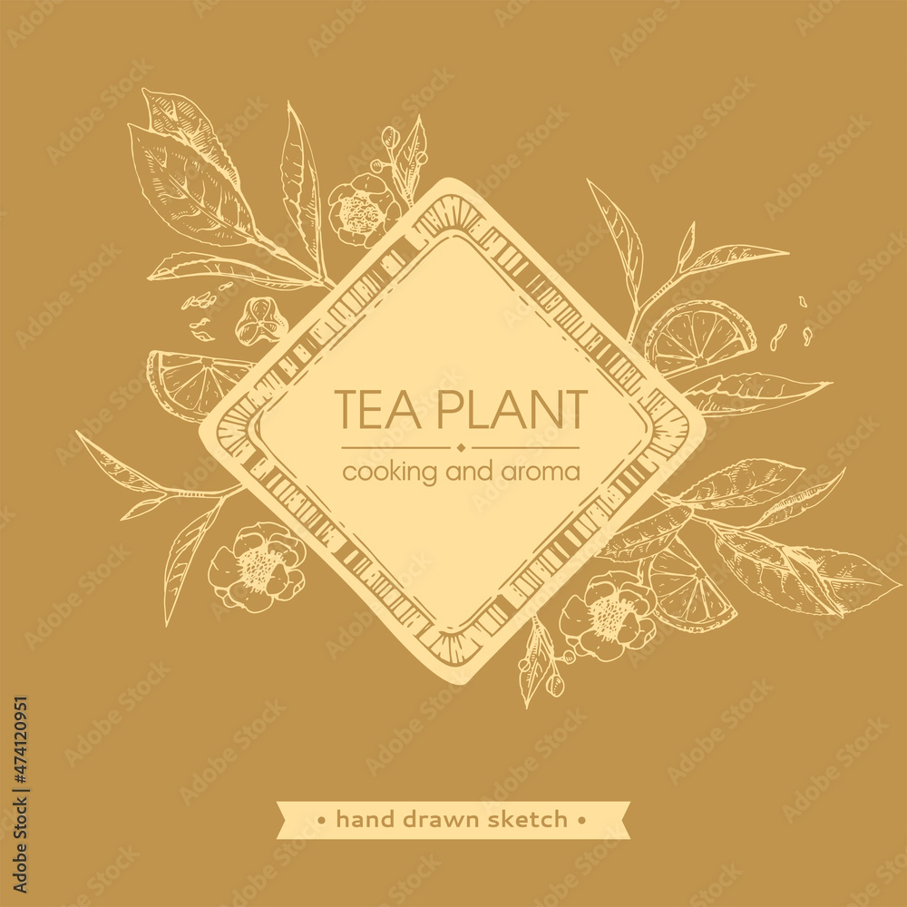 Hand-drawn sketch tea plant with cooking and aroma.