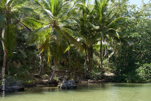 island palm trees Exotic landscape tropics summer