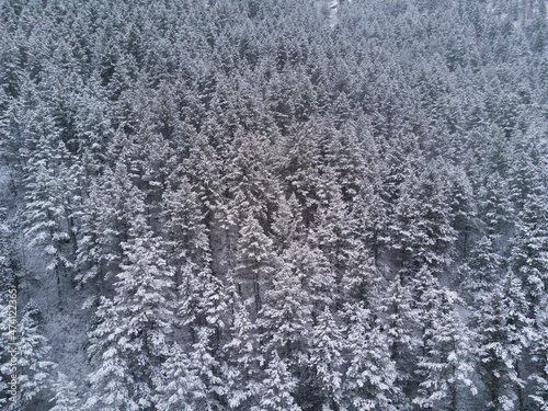 Coniferous forest covered in snow winter landscape