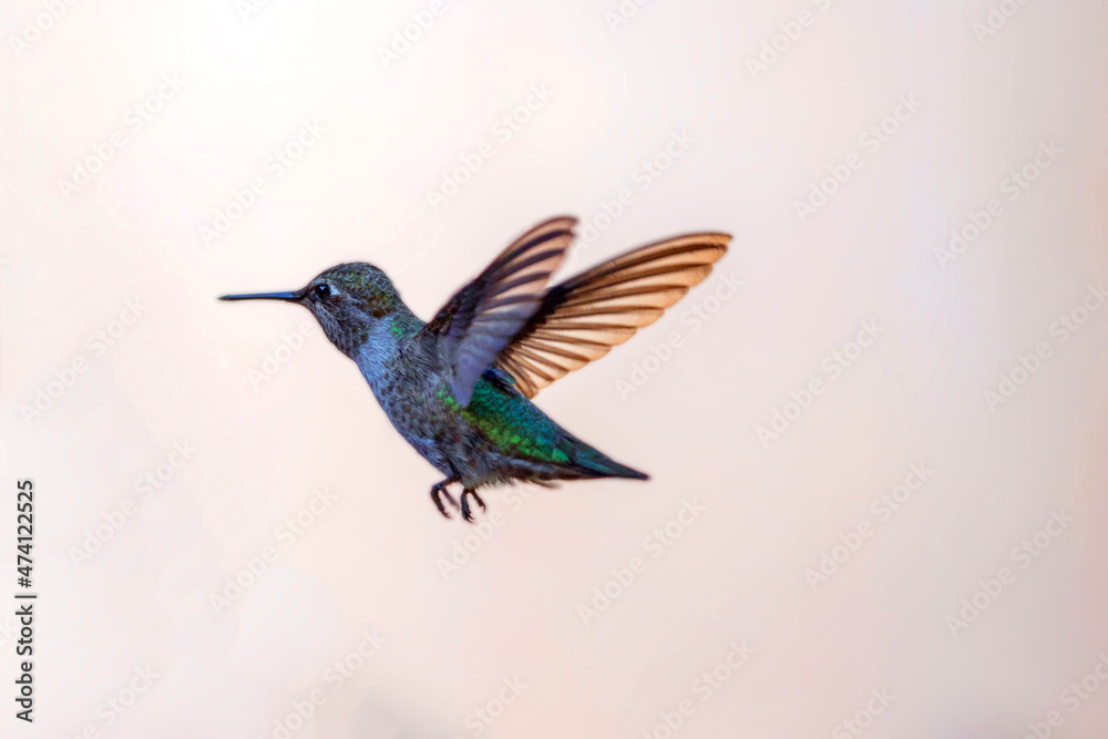 Fototapeta premium Hummingbird on the golden coast in Ventura California United States
