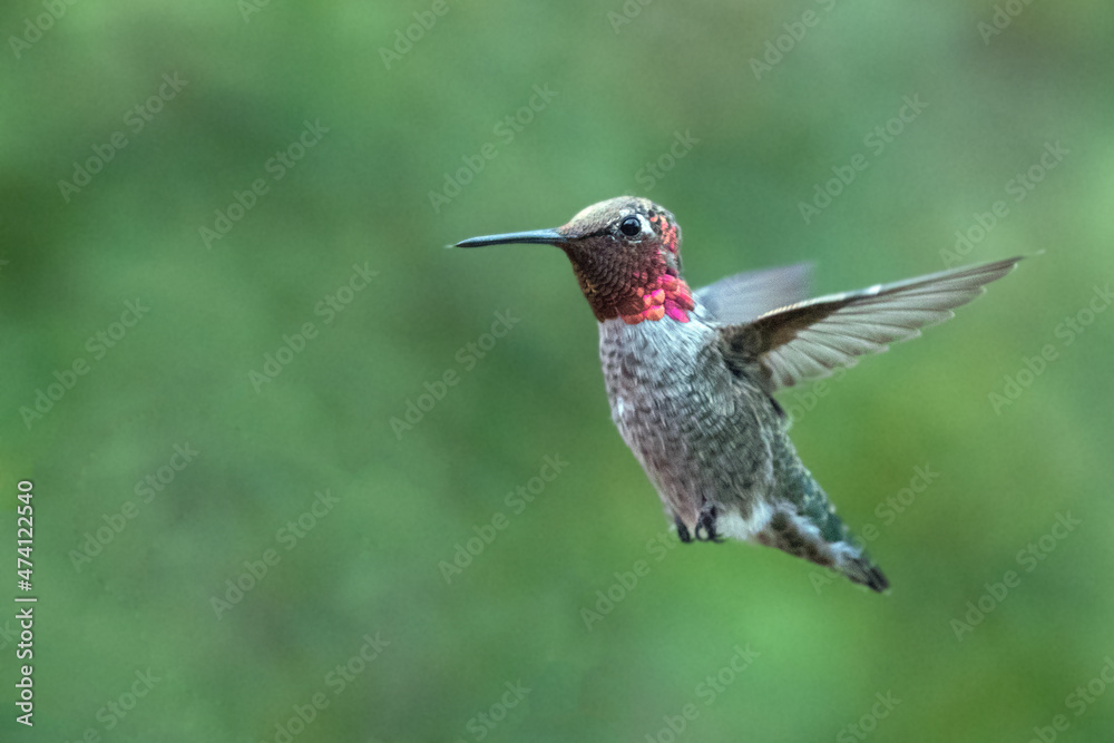 Fototapeta premium Hummingbird in Ventura California United States