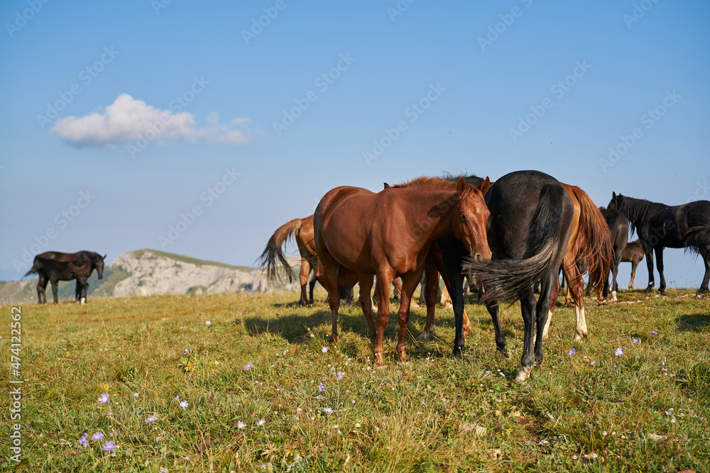 Herd of horses in the field mammals animals landscape Herd of horses in the field mammals animals landscape