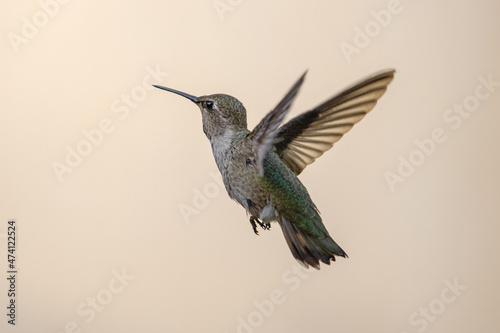 Hummingbird in Santa Clara California United States