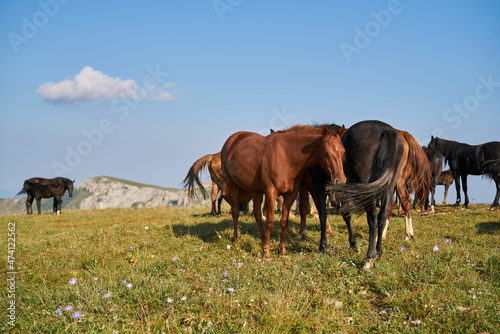 Herd of horses in the field mammals animals landscape