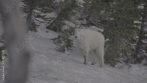 Mountain goat walking across snow covered slope and trees photo