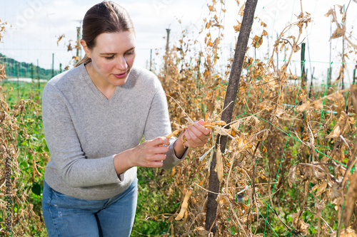 Young woman gardener while harvesting of beans in countryside. High quality photo