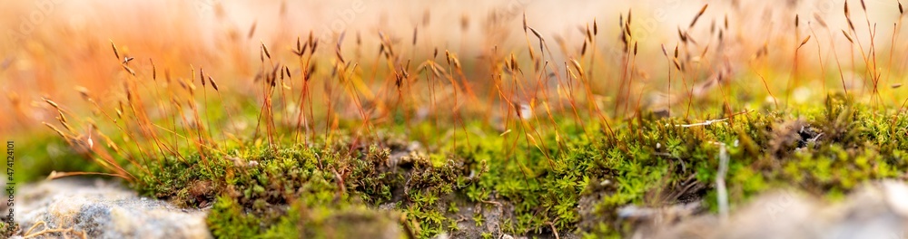 panoramic view of hairmoss and spores. lichen and spores. panoramic view of hairmoss and spores. lichen and spores.