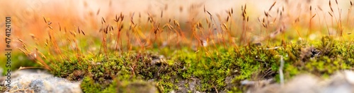 panoramic view of hairmoss and spores. lichen and spores.