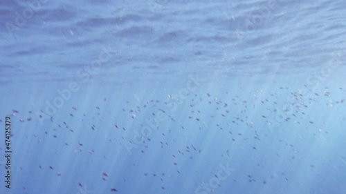 Shoal Of Fishes Under Sea Surface With Sunbeams. Jerusalem Beach In Erisos, Greece. underwater photo