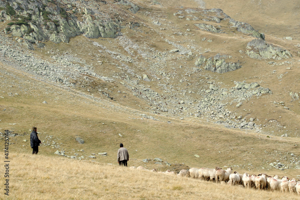 Naklejka premium Romanian shepherds at work.