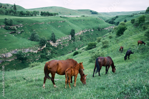herd of horses in the field green grass animals landscape