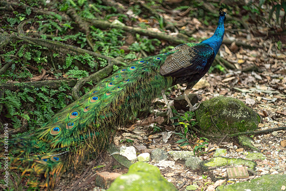 Obraz premium A peacock walking looking for food on the ground. Selective focus points. Blurred background