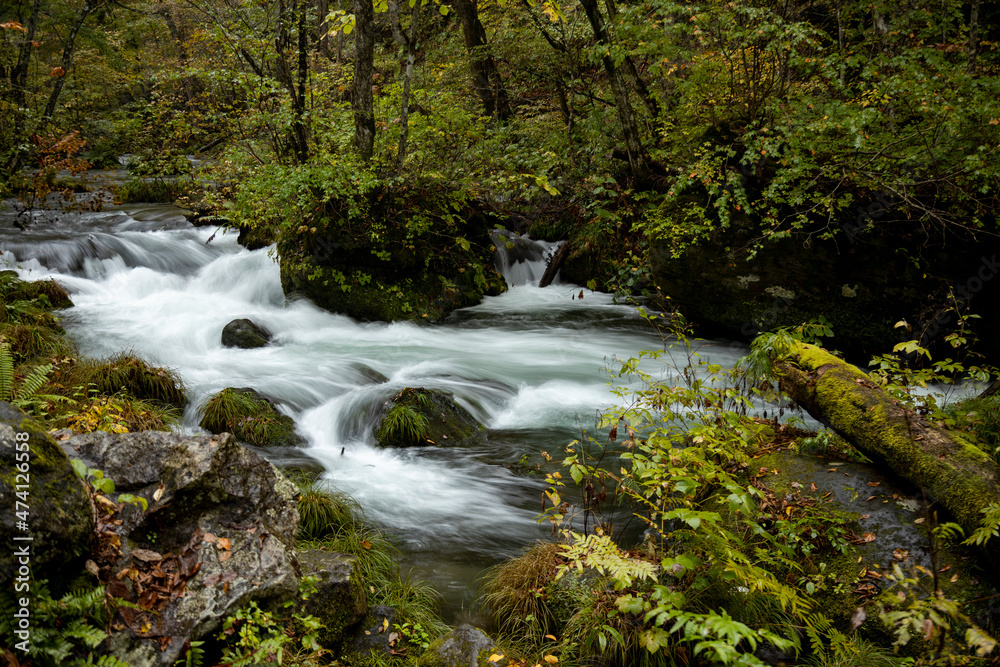 Fototapeta premium 色づき始めの奥入瀬渓谷