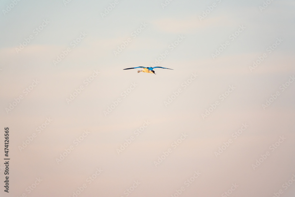 Water bird pied avocet, lat. Recurvirostra avosetta, flies over the lake. The pied avocet is a large black and white wader with long, upturned beak