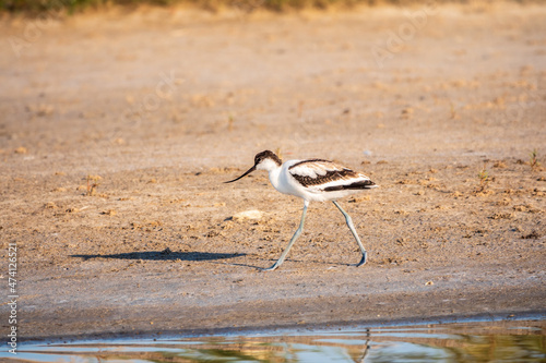 The pied avocet, Recurvirostra avosetta, is a large black and white wader with long, upturned beak