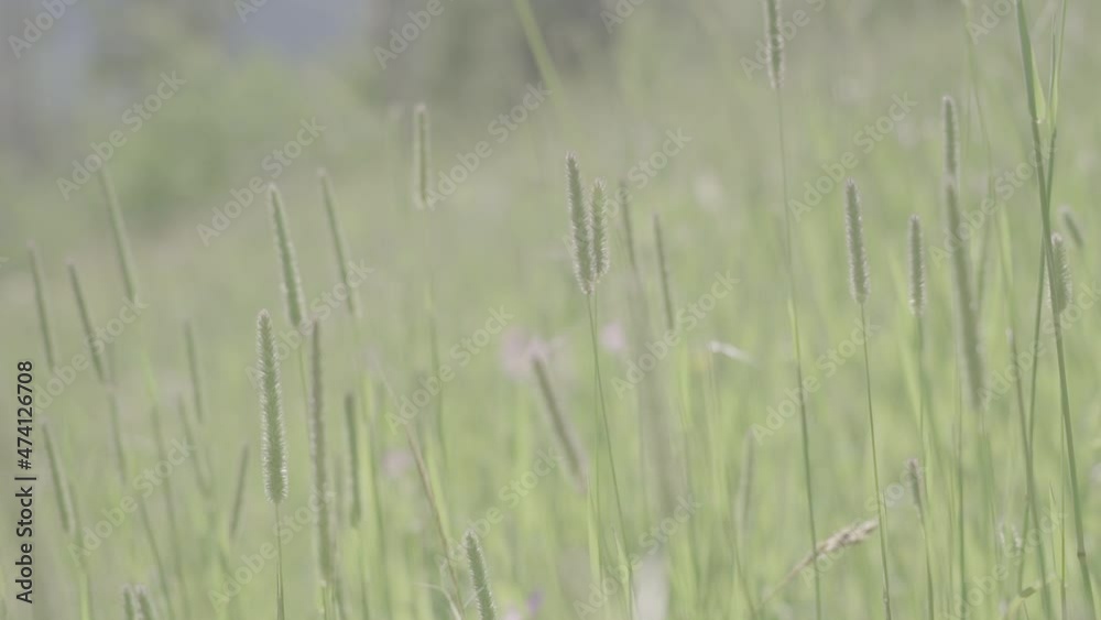 Rack focus through tall grass in slow motion Rack focus through tall grass in slow motion