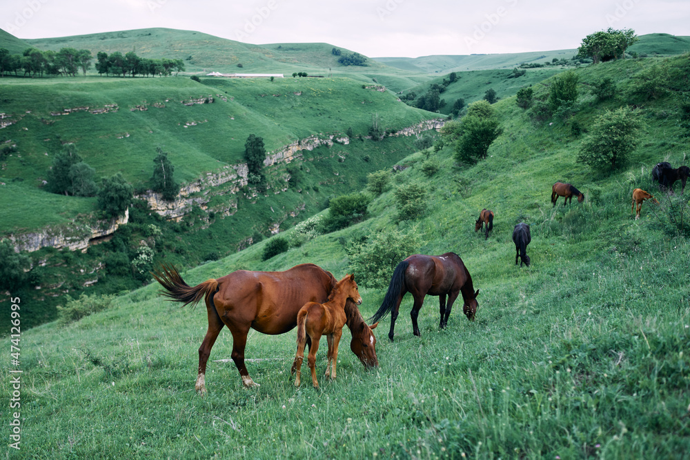 herd of horses in the field green grass animals landscape herd of horses in the field green grass animals landscape