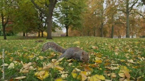 Close up grey squirrel foraging in slow motion