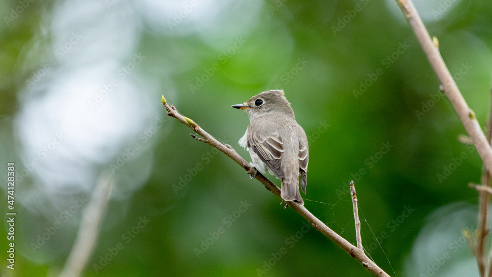 Flycatcher small bird in thailand Flycatcher small bird in thailand