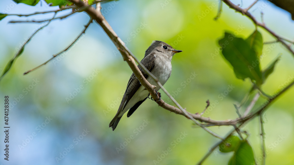 Flycatcher small bird in thailand