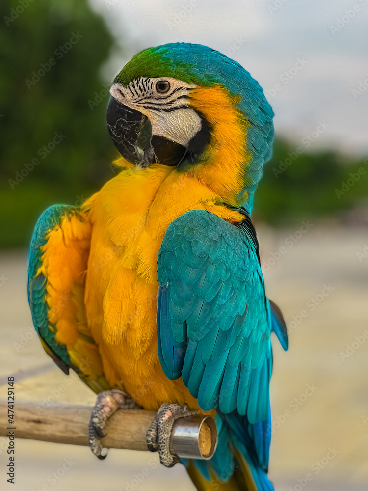 Blue and Yellow Macaw Bird standing on his perch on the Chaophraya river BKK Bangkok Thailand 