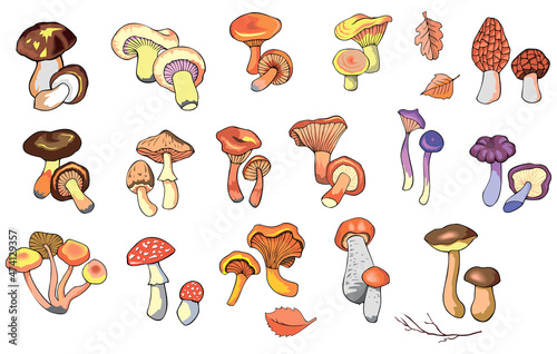 Collection of hand drawn colorful mushrooms. Set of isolated edible and inedible fungus, vector illustration