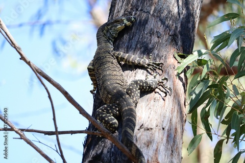 The lace monitor or tree goanna (Varanus varius) is a member of the monitor lizard family native to eastern Australia photo