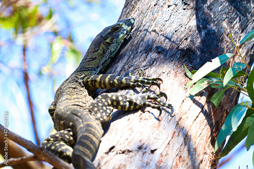 Fényképezés The lace monitor or tree goanna (Varanus varius) is a member of the monitor liza