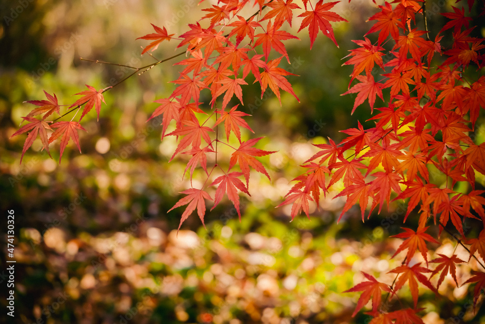 公園の紅葉 公園の紅葉
