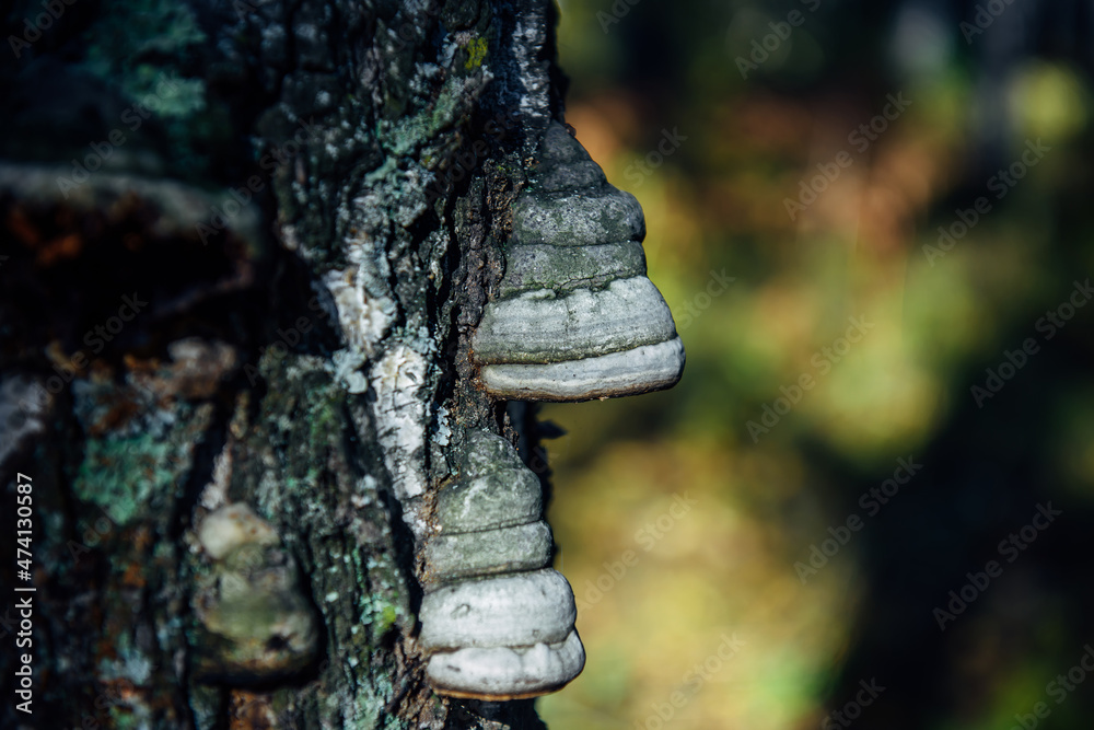 Chaga mushroom on birch trunk, close up. Grey fungus on old tree in forest. Folk alternative medicines concept.