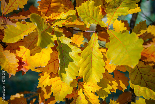 Yellow oak leaves in the sunlight, close-up. Abstract autumn background, space for copying.