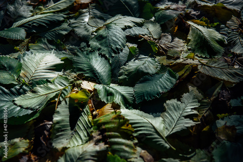 Fototapeta Naklejka Na Ścianę i Meble -  Close-up backdrop of large dark green fallen leaves before sunset. Abstract plant background with a copy of the space.