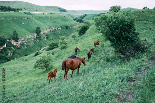herd of horses in a field green grass landscape wilderness