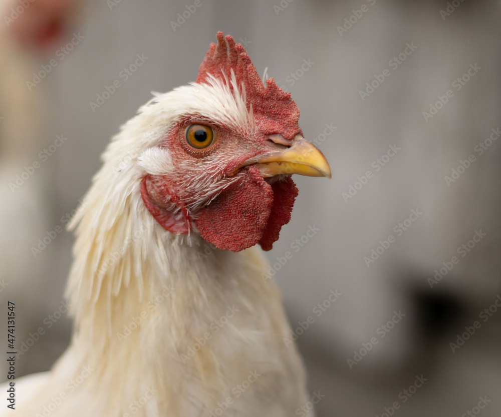white hen looks angrily at the viewer. portrait of an angry domestic chicken