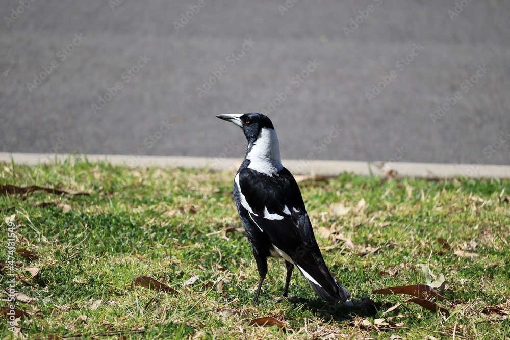 The Australian magpie (Gymnorhina tibicen) is a medium-sized black and white passerine bird native to Australia and southern New Guinea The Australian magpie (Gymnorhina tibicen) is a medium-sized black and white passerine bird native to Australia and southern New Guinea