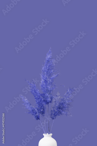 Pampas grass isolate. The color of the year 2022 is Very Peri blue violet gray. Decorative element, natural design of packages, notebooks, covers. Dried fluffy plant. Mockup of the presentation