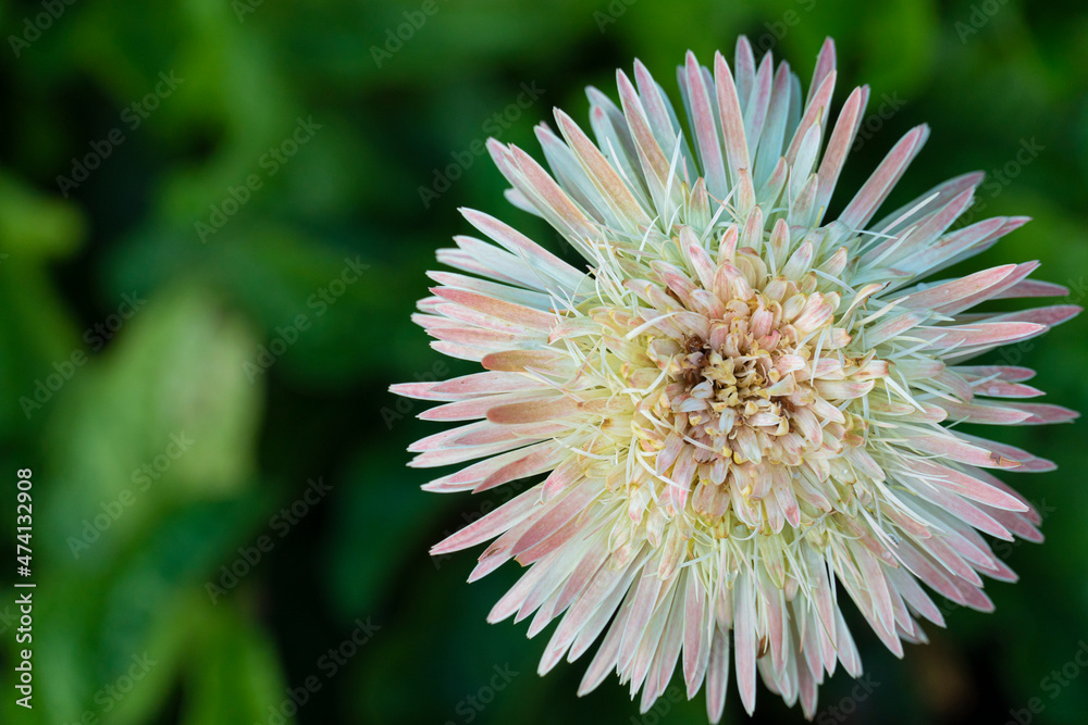 Above view of the beauty of flower petals Transvaal daisy. Gradation of yellow to white and pink ends. wiht blurred of green leaves. Above view of the beauty of flower petals Transvaal daisy. Gradation of yellow to white and pink ends. wiht blurred of green leaves.