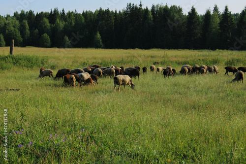Стадо овец в селе Сулём(Сулем), Свердловская область, июнь 2021 год. 