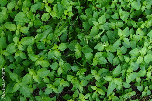 Green Leaves