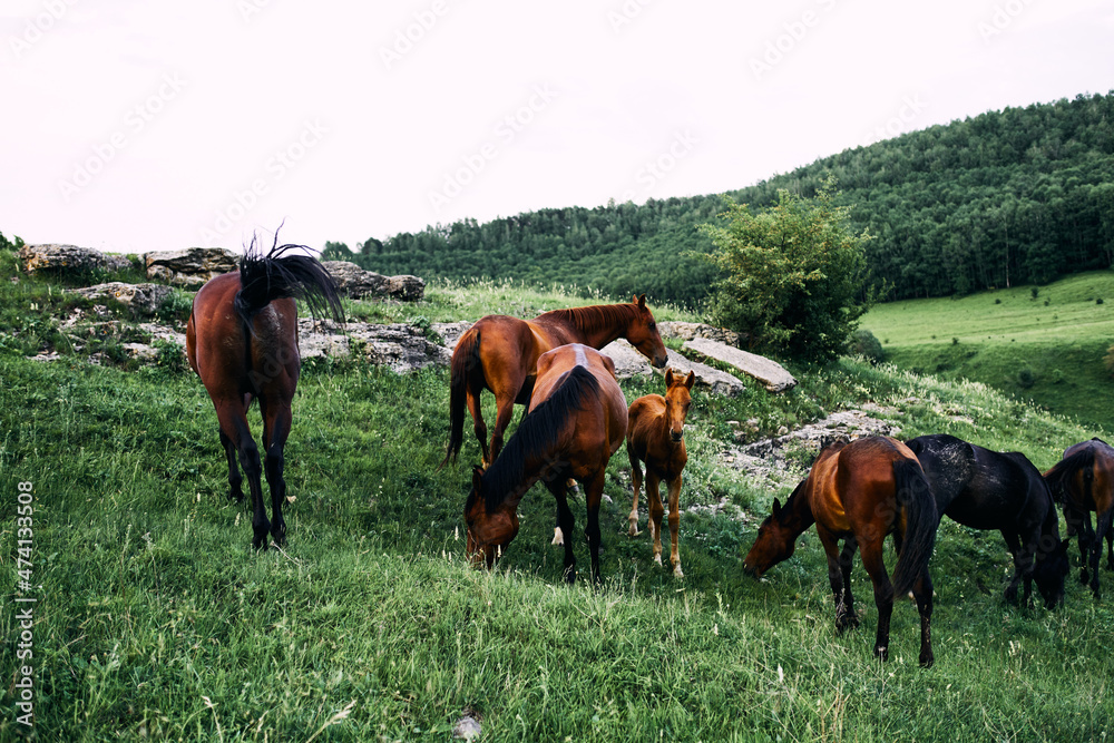 herd of horses in the field green grass animals landscape herd of horses in the field green grass animals landscape
