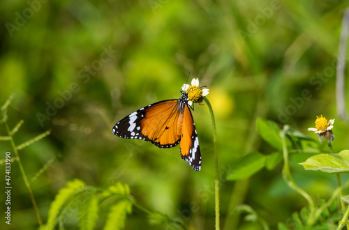 butterfly on a flower © Sajeewa