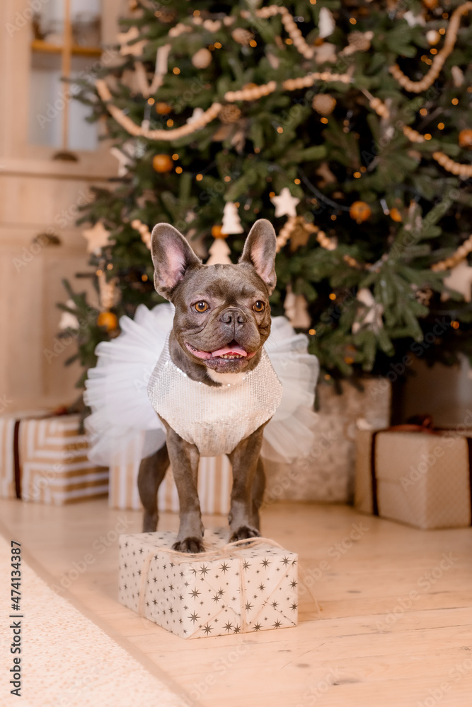 French Bulldog in cute dress near Christmas tree. Funny dog. New Year Holidays. Dressed pet. December indoor