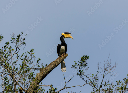yellow billed hornbill