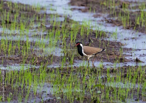A red wattled lapwing bird looking for food