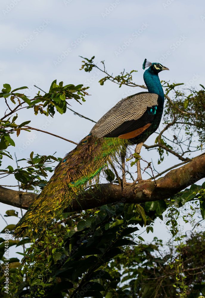 Obraz premium peacock on the tree