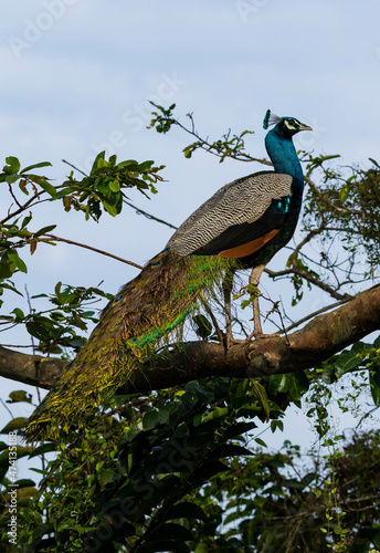 A peacock sitting in a branch of a tree