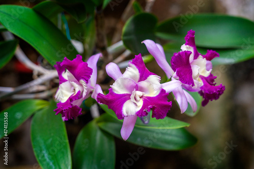 purple and white hybrid cattleya orchid