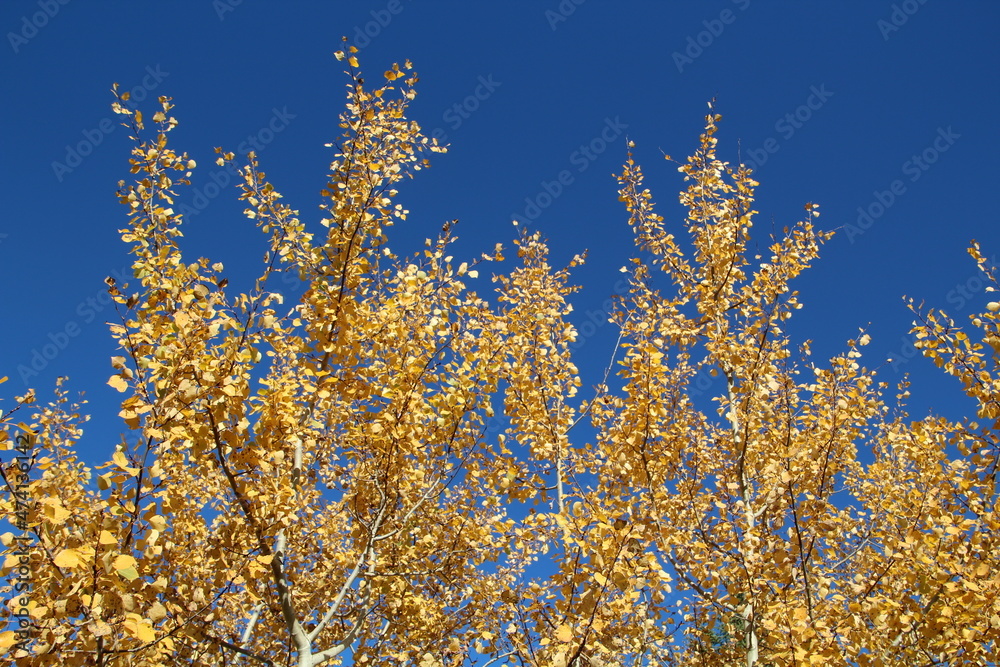golden trees against blue sky