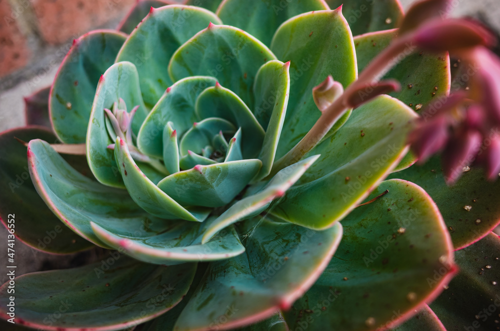 Echeveria