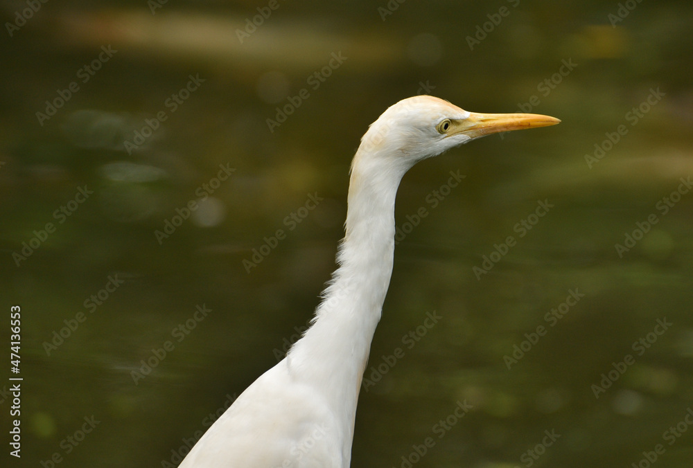 Ardea intermedia, The intermediate egret, median egret, smaller egret, or yellow billed egret is a medium sized heron. Ardea intermedia plumifera Gould, or plumed egret is from eastern Indonesia. Ardea intermedia, The intermediate egret, median egret, smaller egret, or yellow billed egret is a medium sized heron. Ardea intermedia plumifera Gould, or plumed egret is from eastern Indonesia.